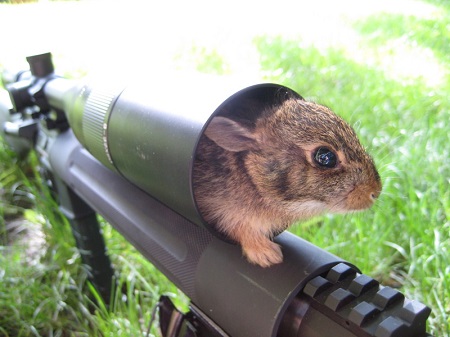 hare in scope 040526 scaled.jpg